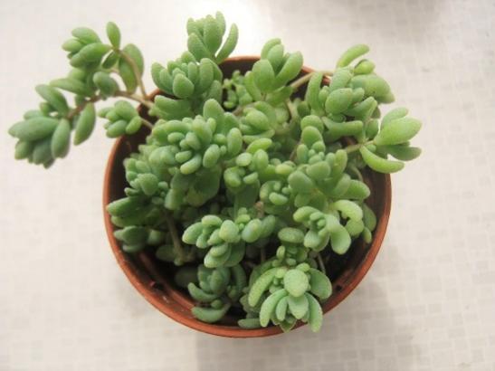 Name:  sedum.jpg
Views: 852
Size:  26.5 KB