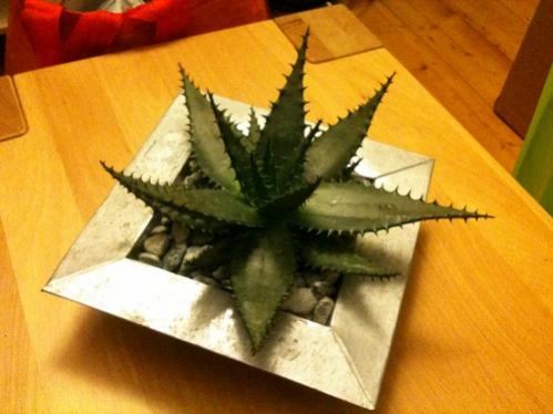 Name:  Aloe aculeata (Gktu) - 9 Aralk 2009 (2).jpg
Views: 1788
Size:  28.2 KB