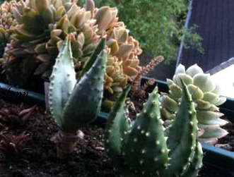 Name:  Aloe marlothii ya da Aloe ferox (Sol), Aloe aculeta (Sa) 2011.jpg
Views: 1603
Size:  37.9 KB