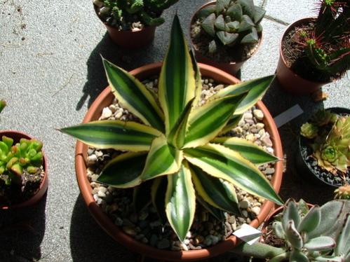 Name:  Agave tricolor - 18.08.2009.jpg
Views: 1977
Size:  43.9 KB