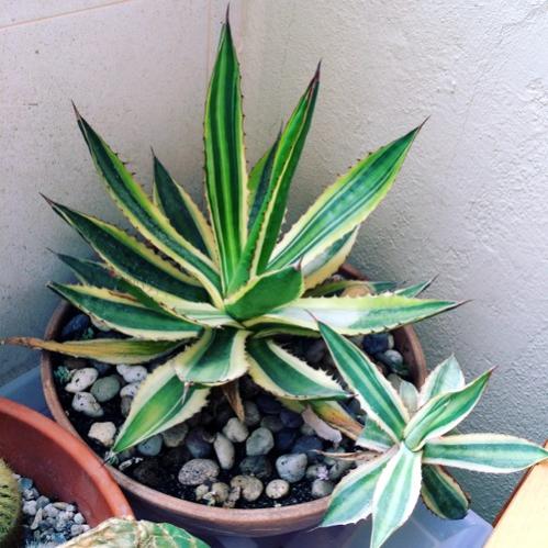 Name:  Agave quadricolor 2016.jpg
Views: 1512
Size:  48.5 KB