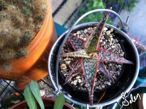 Name:  Aloe Donnie 2012.jpg
Views: 1738
Size:  41.4 KB