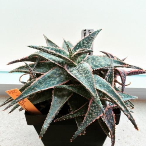 Name:  Aloe Donnie 2016 (2).jpg
Views: 1660
Size:  34.0 KB