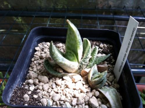 Name:  Gasteria2014 (2).jpg
Views: 1514
Size:  34.4 KB