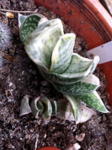 Name:  Gasteria 2012.jpg
Views: 1768
Size:  36.6 KB