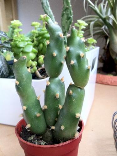 Name:  Cumulopuntia boliviana ssp dactylifera (Tephrocactus dactylifer) 2013.jpg
Views: 2125
Size:  28.1 KB
