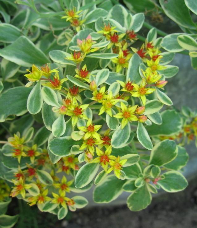 Name:  sedum kamsaytikum.jpg
Views: 833
Size:  70.7 KB
