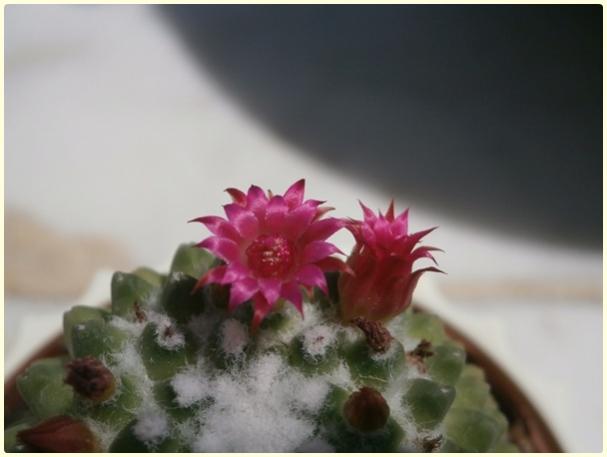 Name:  Mammillaria polythele inermis - flowers.jpg
Views: 444
Size:  25.4 KB