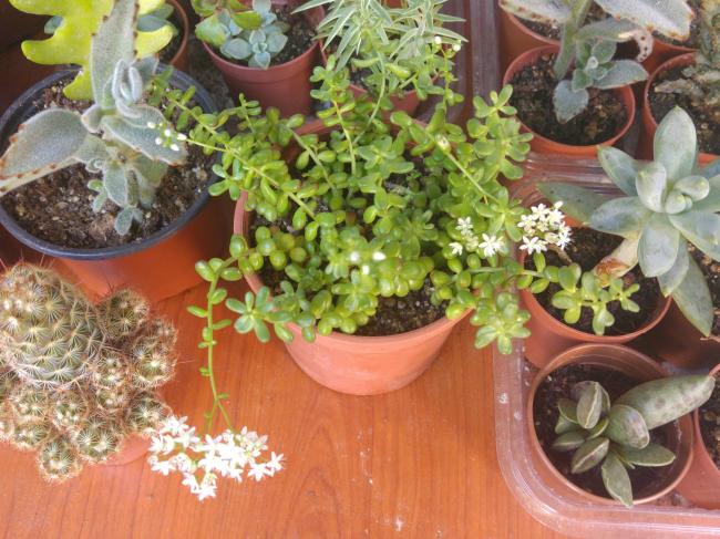 Name:  20160702_072750-1.jpg
Views: 363
Size:  65.3 KB