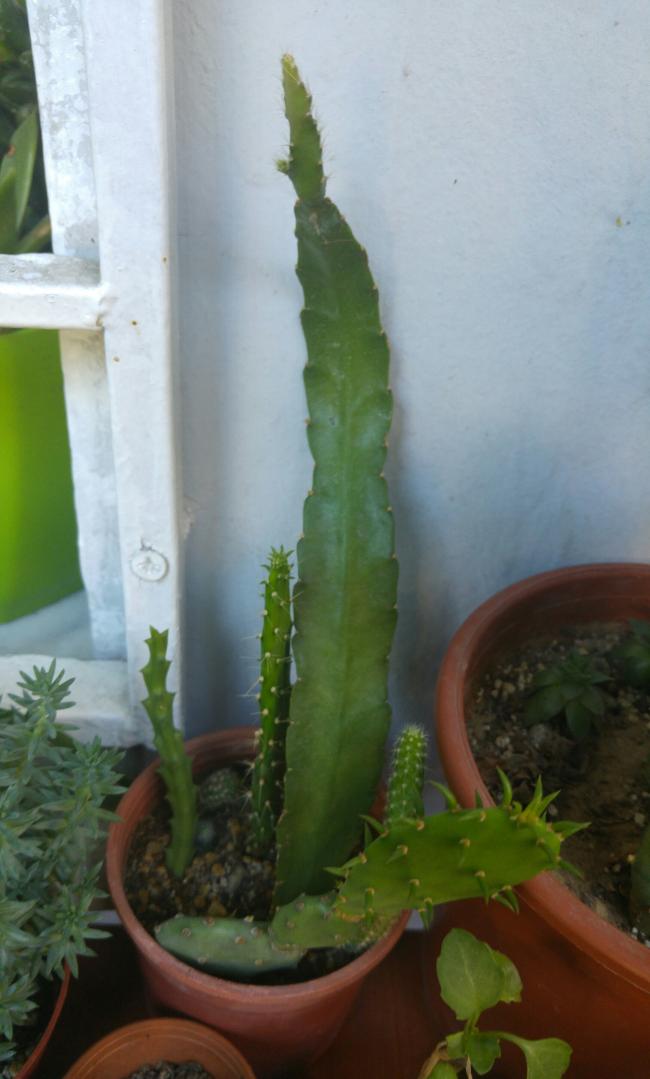 Name:  20160702_072842-1.jpg
Views: 370
Size:  58.5 KB