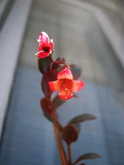 Name:  k. manginii1.jpg
Views: 726
Size:  57.1 KB