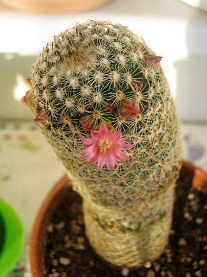 Name:  m. matudea.jpg
Views: 718
Size:  36.5 KB