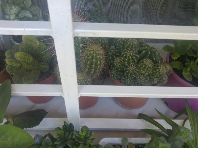 Name:  20160715_120318-1.jpg
Views: 808
Size:  42.0 KB