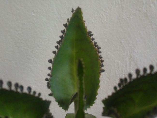 Name:  20160719_112738-1.jpg
Views: 474
Size:  25.5 KB