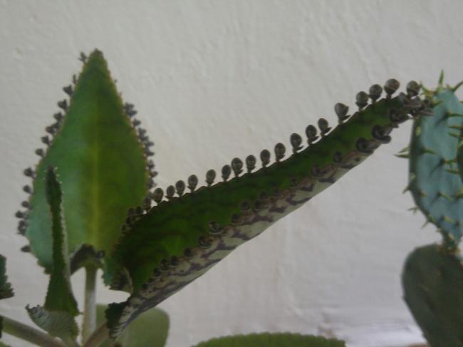 Name:  20160719_112745-1.jpg
Views: 469
Size:  25.1 KB