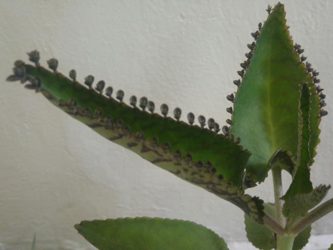 Name:  20160719_112750-1.jpg
Views: 496
Size:  26.9 KB