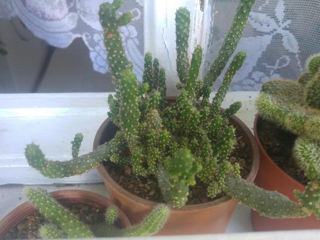Name:  20160719_105334-1.jpg
Views: 500
Size:  47.0 KB