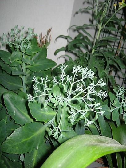 Name:  sedum autumn joy.jpg
Views: 1621
Size:  47.9 KB