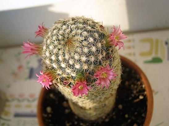 Name:  mammillaria matudea.jpg
Views: 1596
Size:  33.8 KB