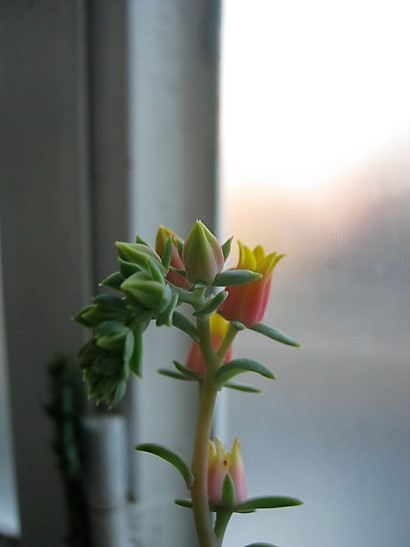 Name:  firdevs2.jpg
Views: 1357
Size:  53.6 KB