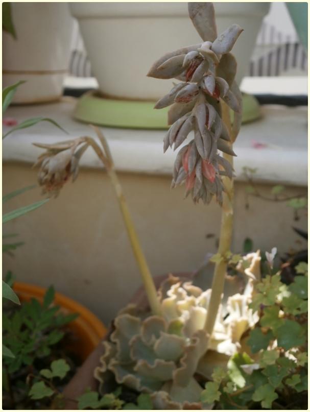 Name:  Echeveria shaviana - 05.08.2016.jpg
Views: 1029
Size:  43.9 KB