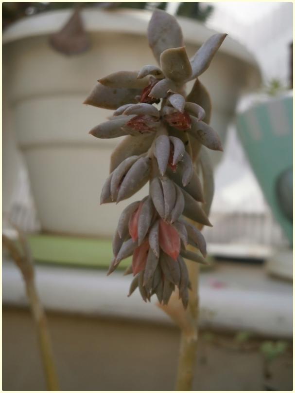 Name:  Echeveria shaviana - 05.08.2016 (2).jpg
Views: 516
Size:  36.2 KB
