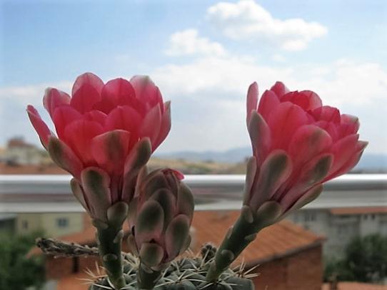 Name:  baldainum.jpg
Views: 1289
Size:  23.5 KB
