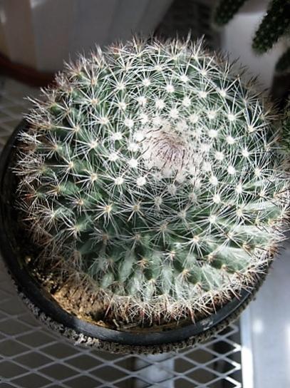 Name:  kakts1.jpg
Views: 1295
Size:  56.2 KB