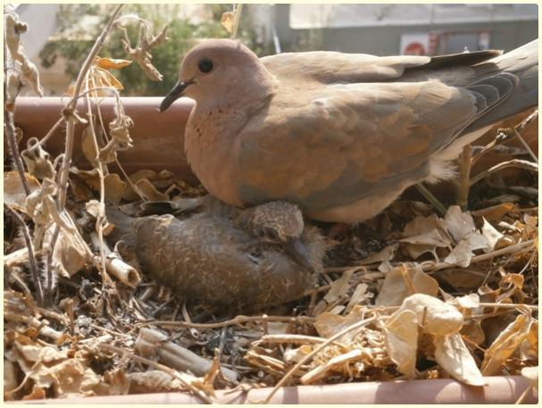 Name:  Kk Kumru (Streptopelia senegalensis).jpg
Views: 778
Size:  53.9 KB