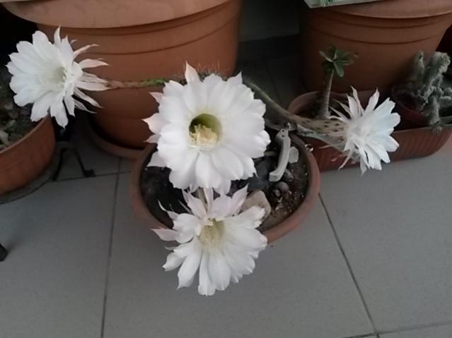Name:  20160726_055504.jpg
Views: 859
Size:  28.7 KB