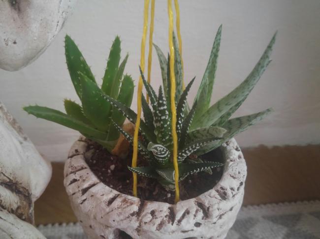 Name:  20160814_141304-1.jpg
Views: 797
Size:  35.1 KB