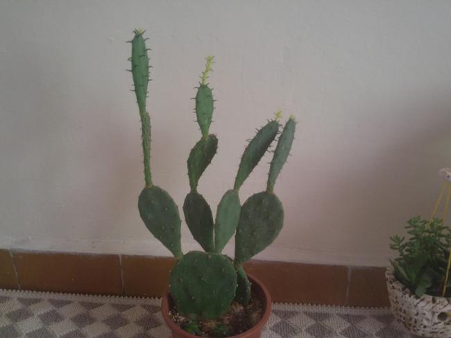 Name:  20160814_141332-1.jpg
Views: 898
Size:  22.6 KB