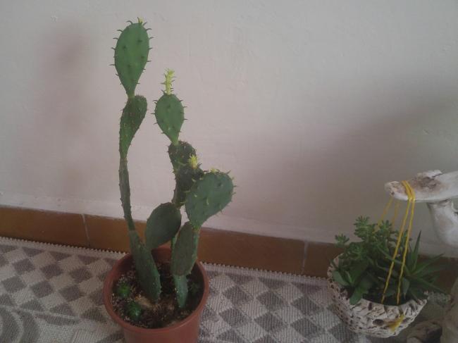 Name:  20160814_141346-1.jpg
Views: 843
Size:  26.6 KB
