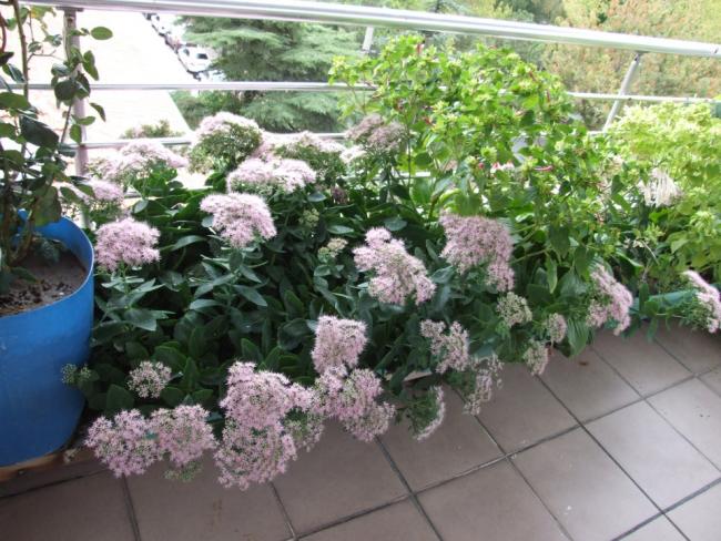 Name:  DSCF9530.jpg
Views: 475
Size:  67.2 KB