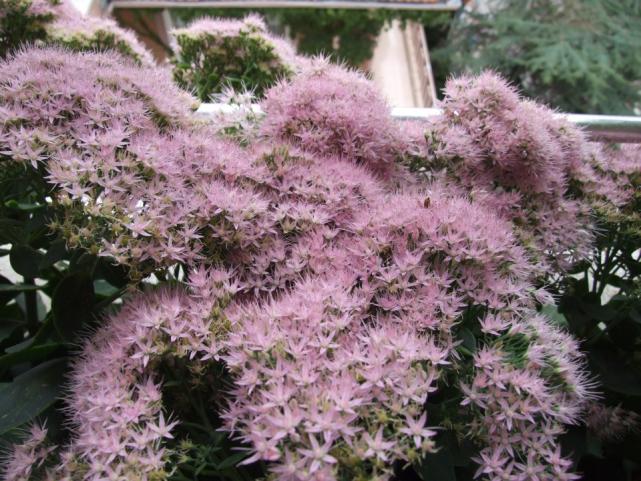 Name:  DSCF9534.jpg
Views: 467
Size:  71.1 KB