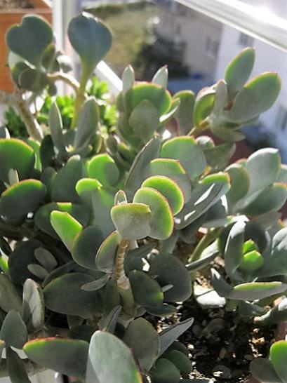 Name:  cotyledon o..jpg
Views: 1278
Size:  37.6 KB