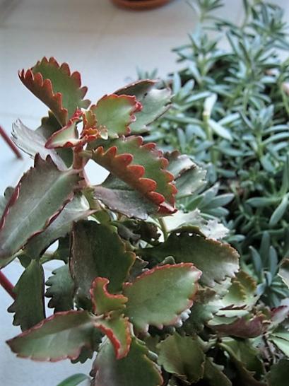 Name:  k. longiflora.jpg
Views: 1260
Size:  40.5 KB