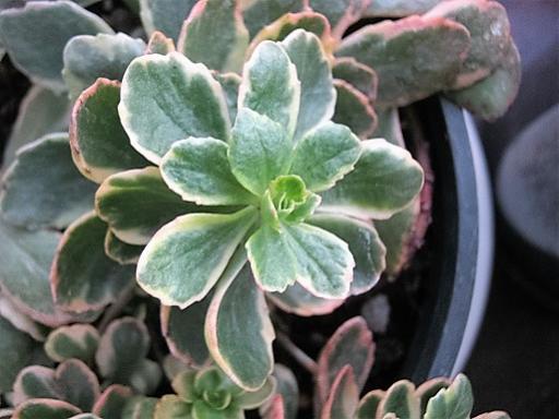 Name:  SEDUM KAMSAYTKUM.jpg
Views: 1221
Size:  33.1 KB