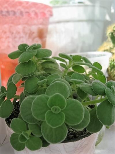 Name:  plecranthus.jpg
Views: 1209
Size:  27.1 KB
