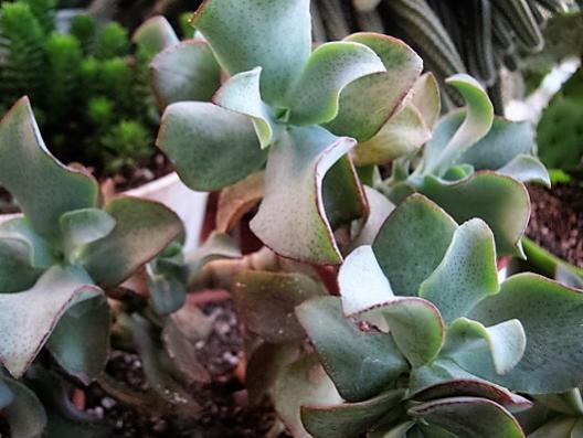 Name:  C. OVATA RPPLE JADE.jpg
Views: 1227
Size:  35.6 KB