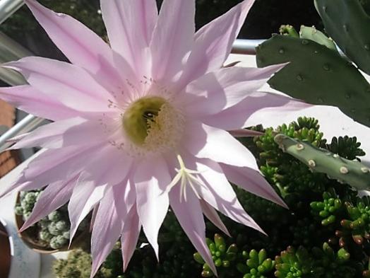 Name:  k. topuzu.jpg
Views: 1204
Size:  34.3 KB