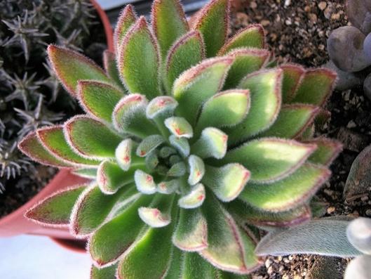 Name:  echeveria setosa.jpg
Views: 1324
Size:  43.3 KB