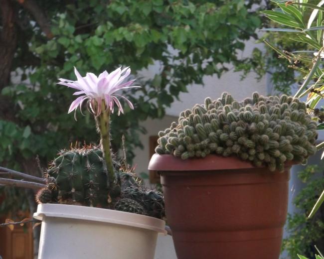 Name:  DSCF9871.jpg
Views: 852
Size:  48.6 KB