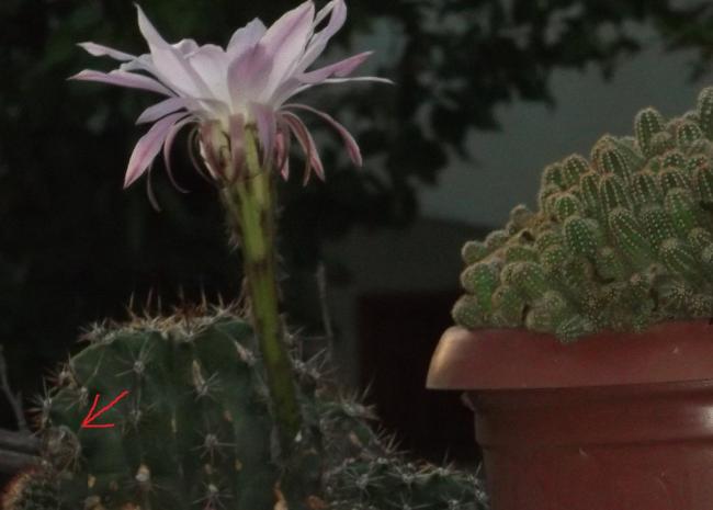 Name:  DSCF9876.jpg
Views: 819
Size:  29.9 KB