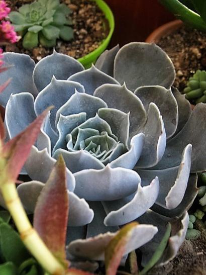 Name:  echeveria.jpg
Views: 1093
Size:  40.0 KB