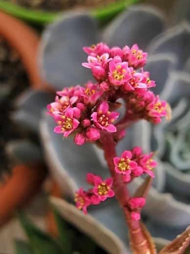 Name:  crassula kapitella1.jpg
Views: 1073
Size:  25.0 KB