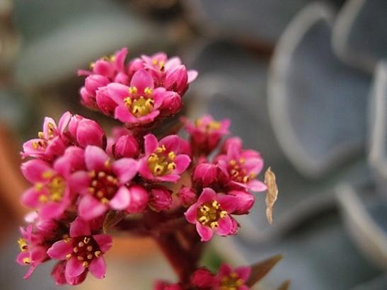 Name:  crassula kapitella----.jpg
Views: 1068
Size:  26.8 KB