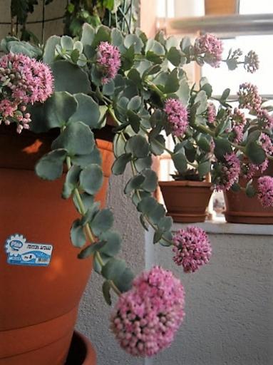 Name:  sedum s..jpg
Views: 1188
Size:  36.8 KB