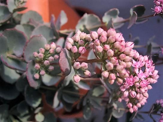 Name:  sedum s1.jpg
Views: 1102
Size:  33.8 KB