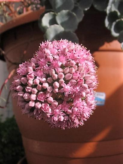 Name:  sedum s2.jpg
Views: 1077
Size:  32.3 KB
